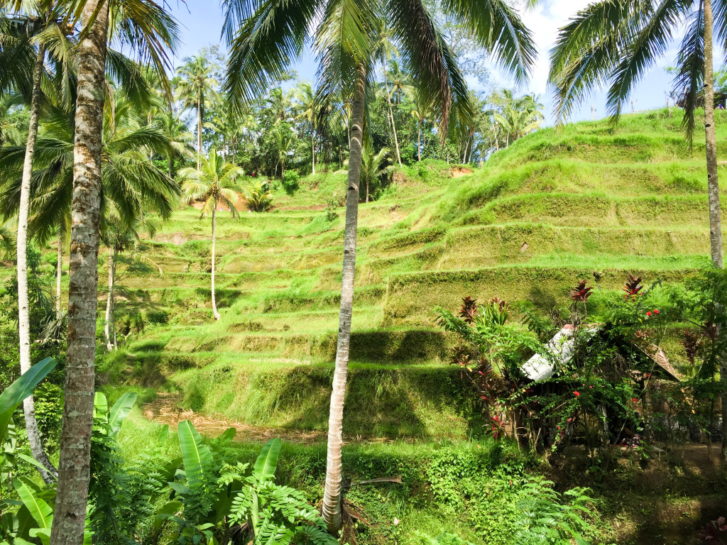 Terraced Rice Fields