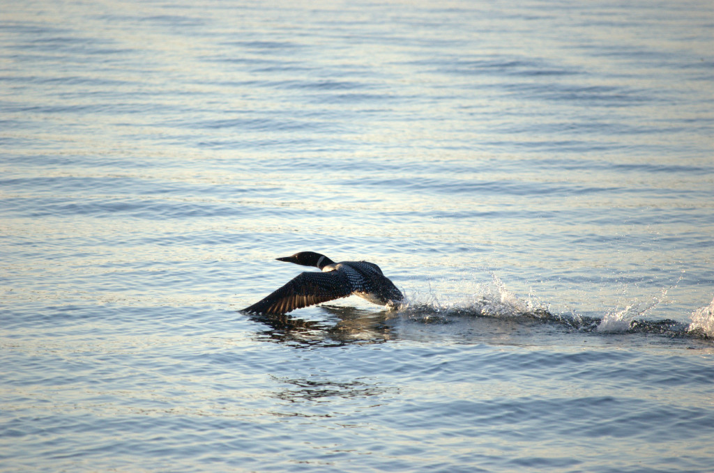 Loons run across the water to take off