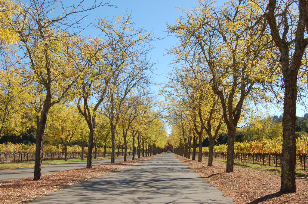 Napa Valley 11.08 Day 3040