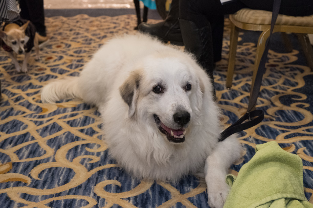 PAWSFB2018.EvanCobbPhoto-8568